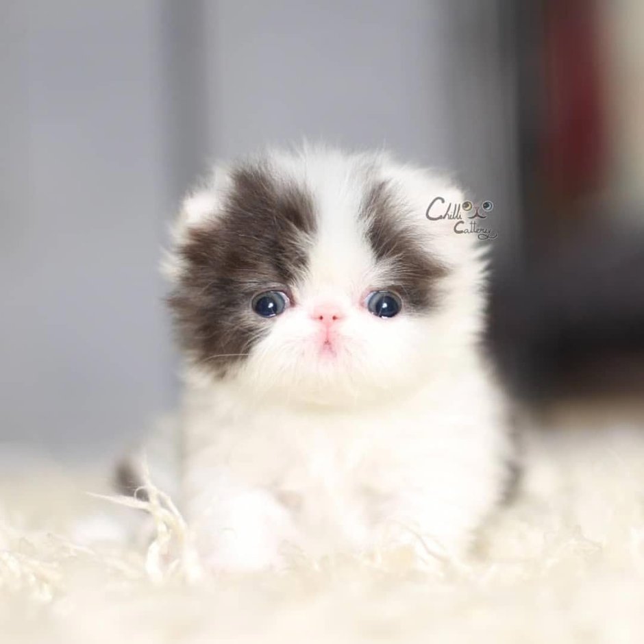 Маленькие котята пушистые