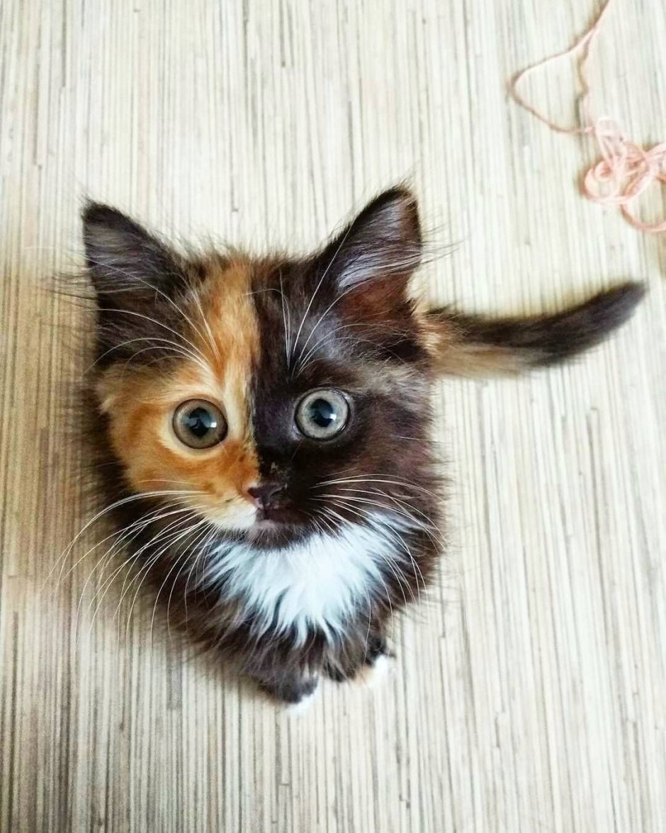 Трёхцветная кошка
