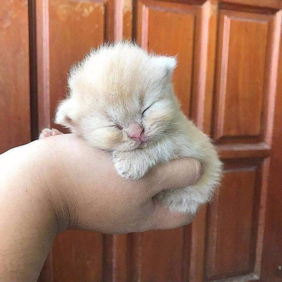 Котенок комочек