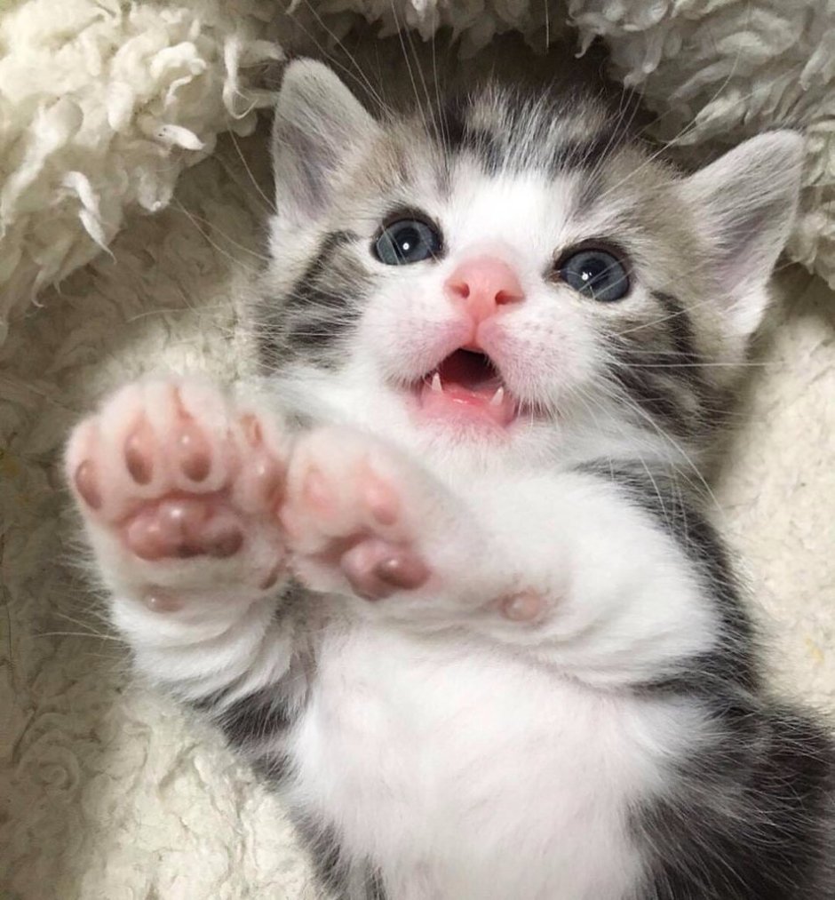 Маленьких котят