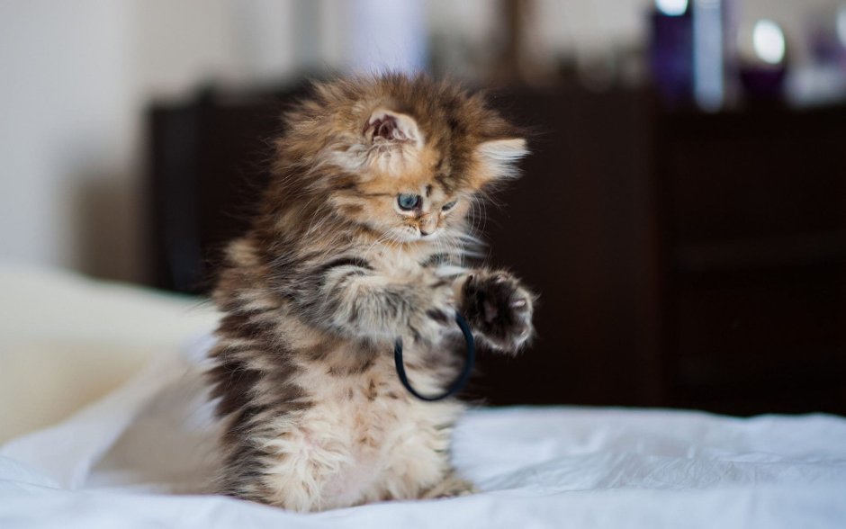 Самые милые котята