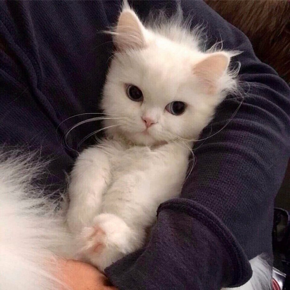 Милые котики Эстетика