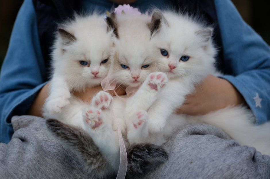 Кошки маленькие