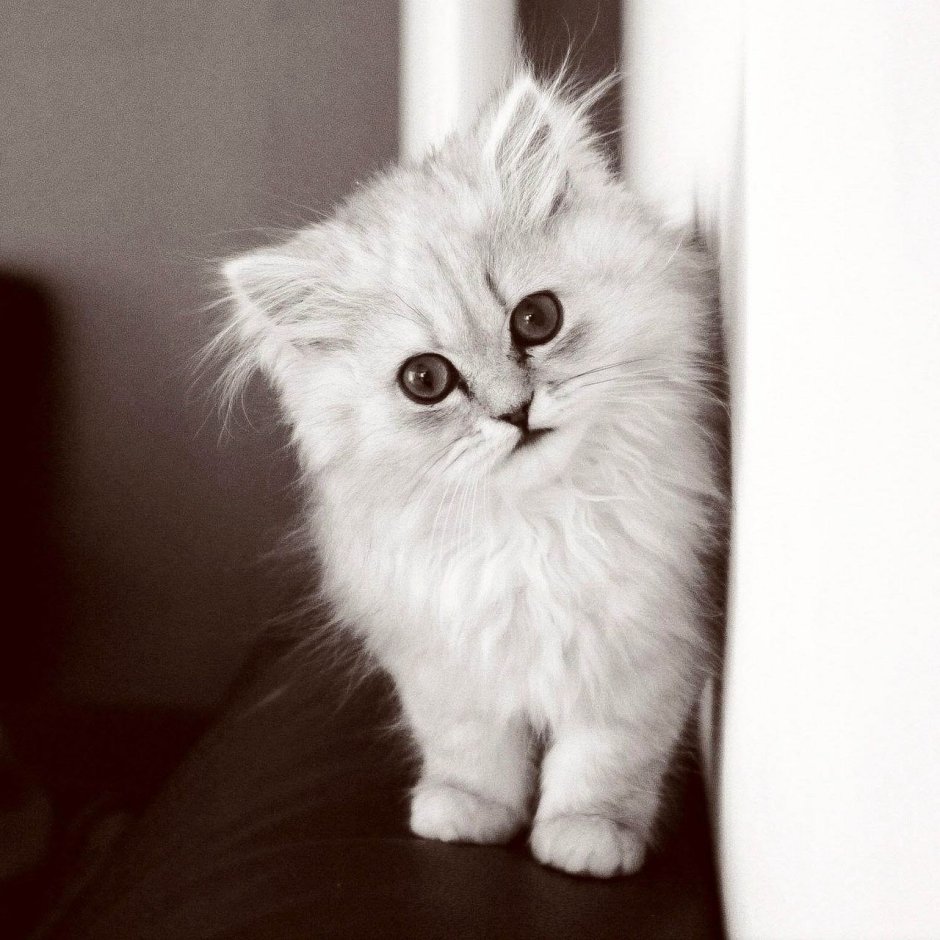 Кошки маленькие
