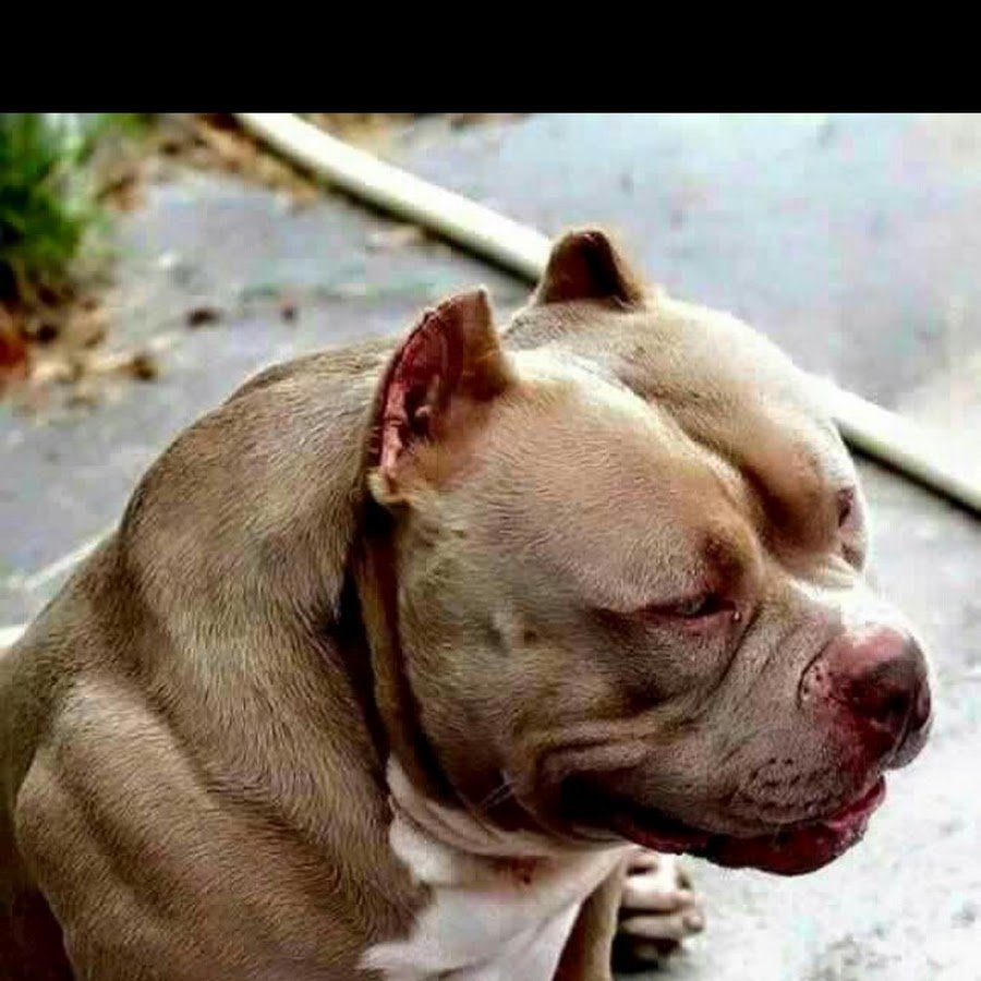 Американский бульдог Тип Джонсона