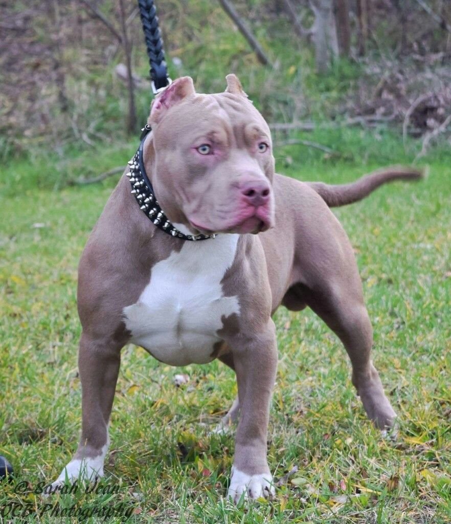 Бульдог Алапахский