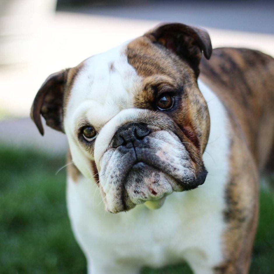 Американский бульдог на поводке