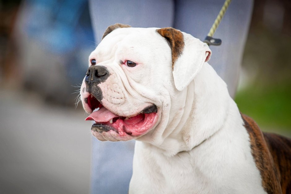 Американский бульдог с человеком