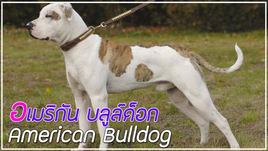 Бульдог американский песочный