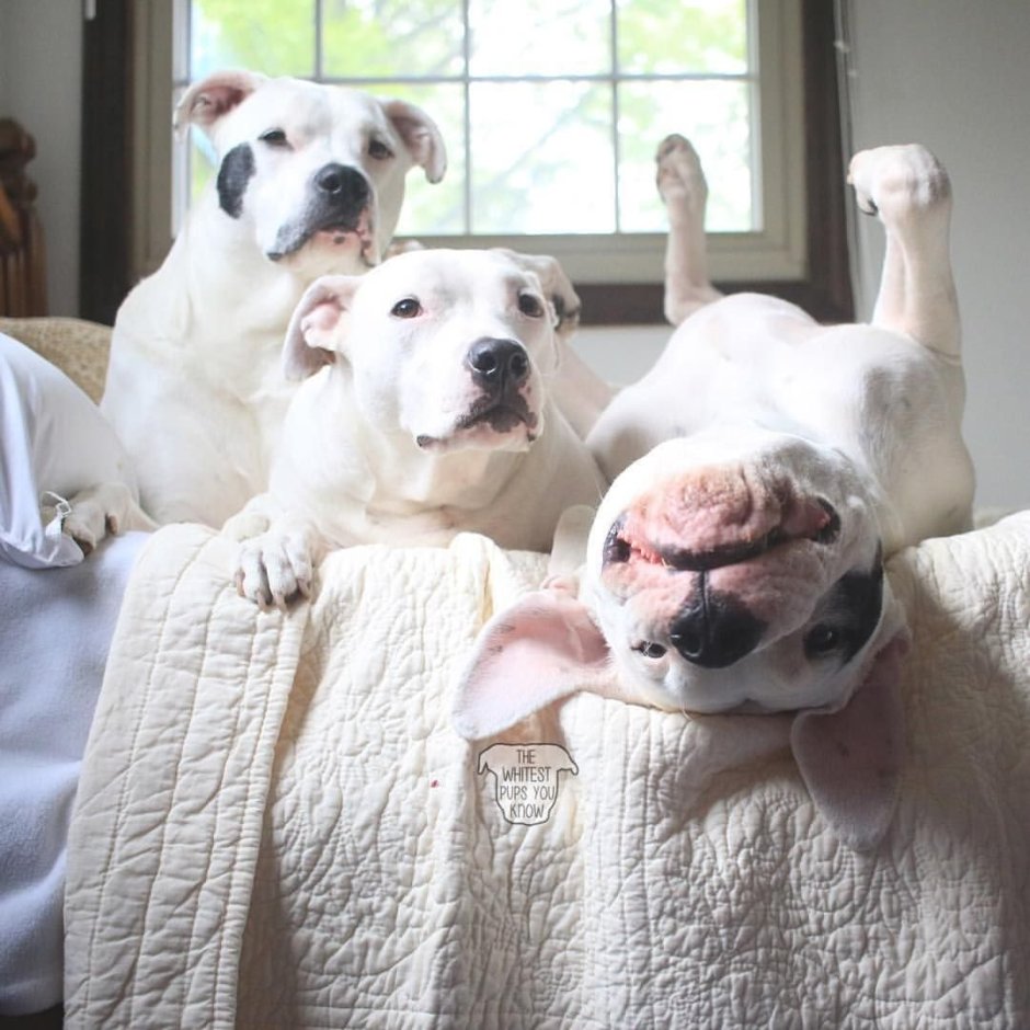 Американский булли большой