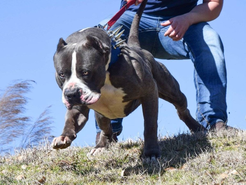 Стаффордширский терьер и американский булли