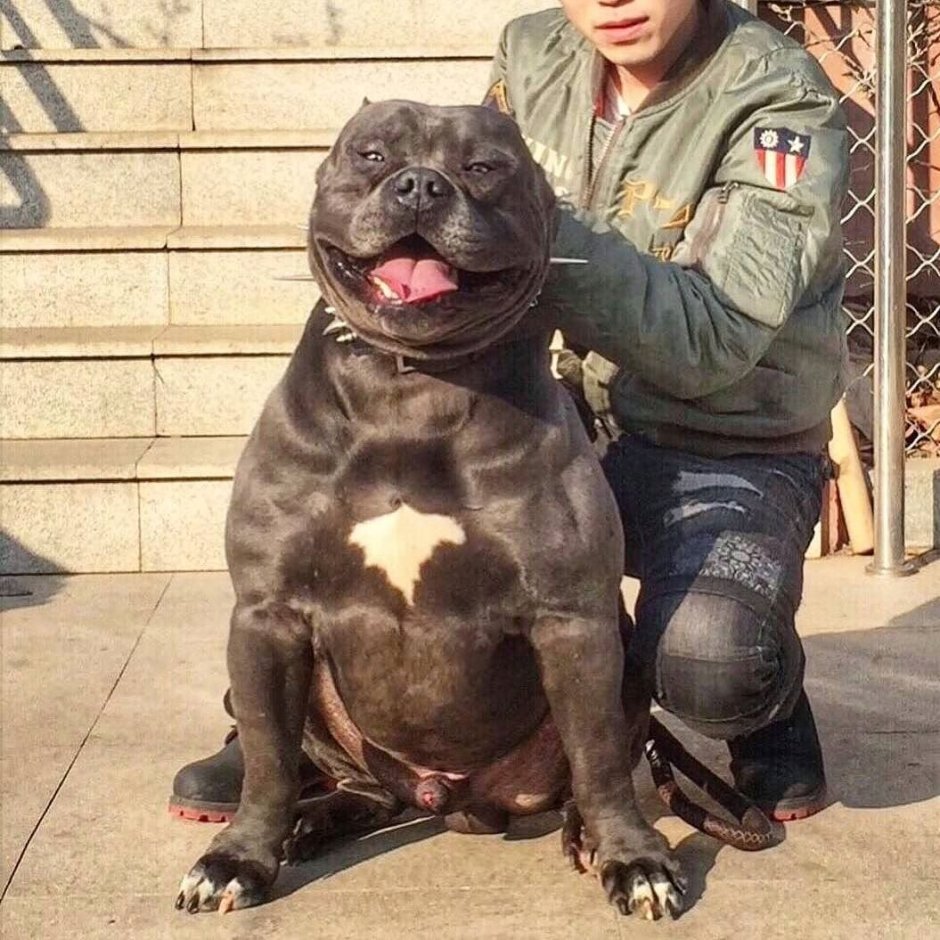 Американский пит стафф терьер