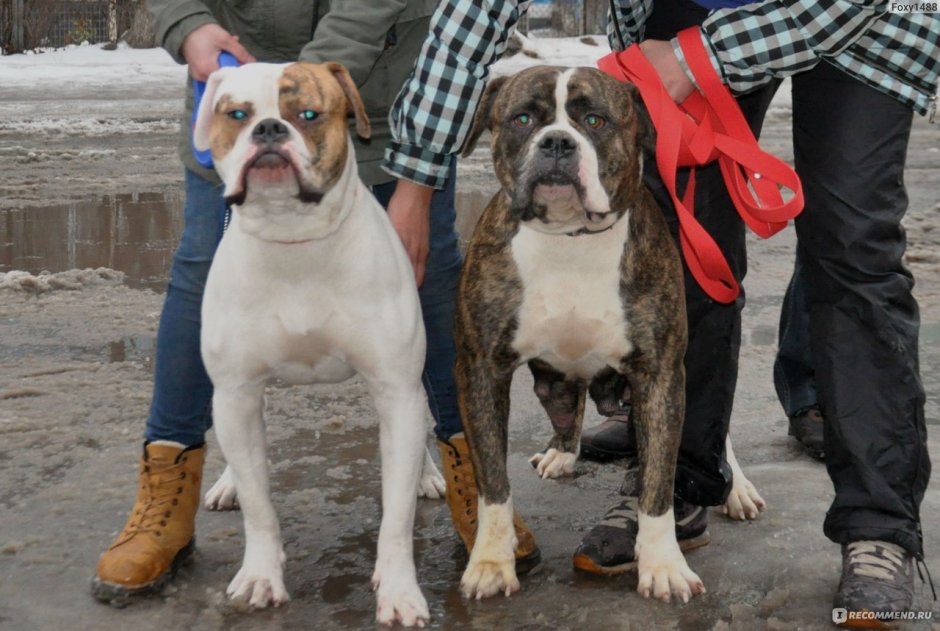 Самый крупный американский бульдог
