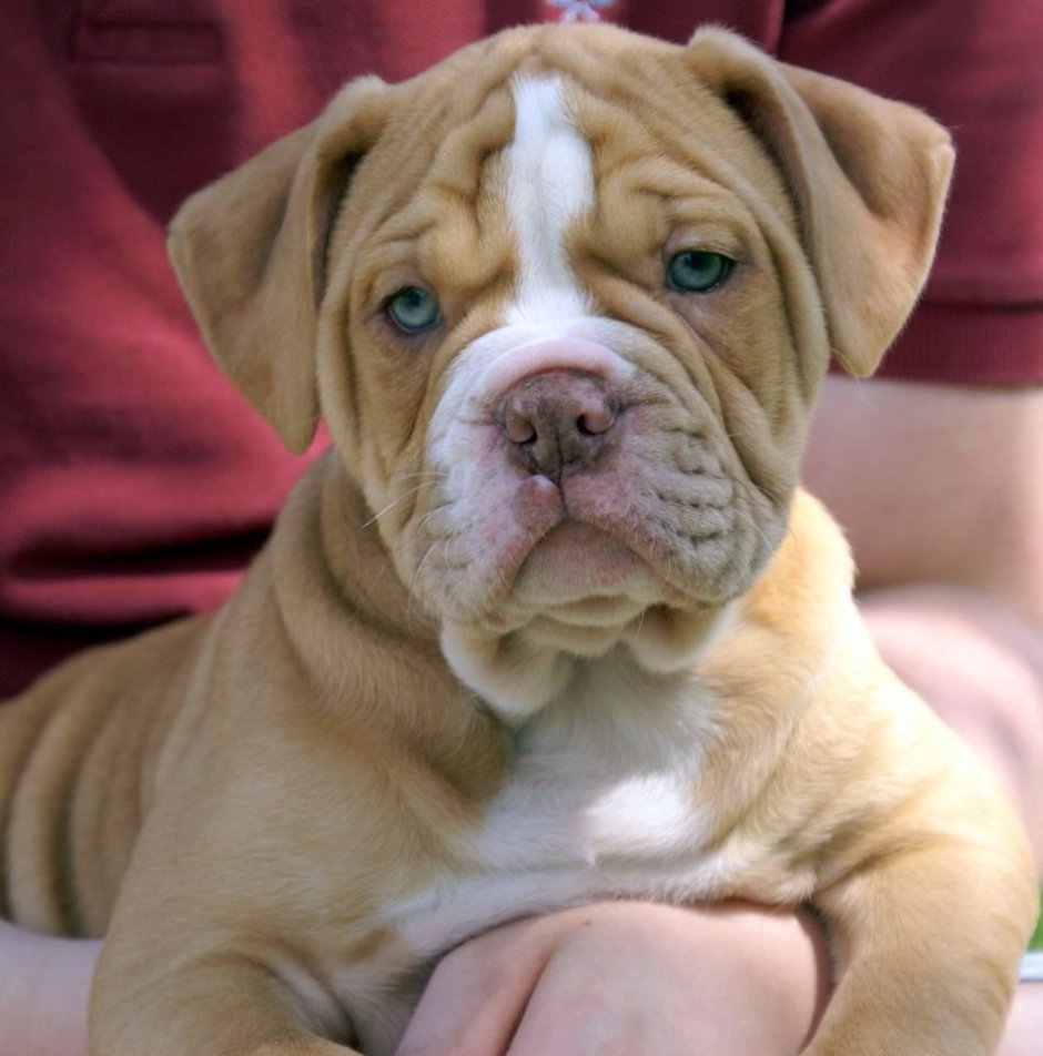 Новорожденные амбули