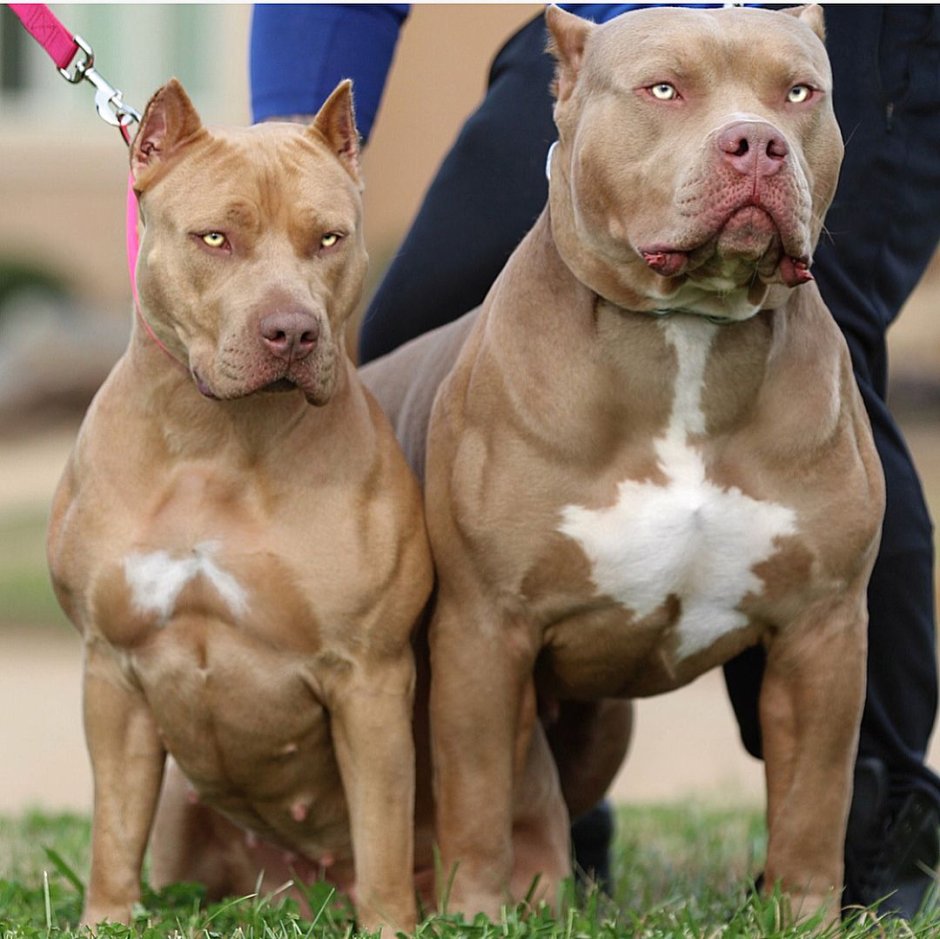 Американский булли покет Pocket