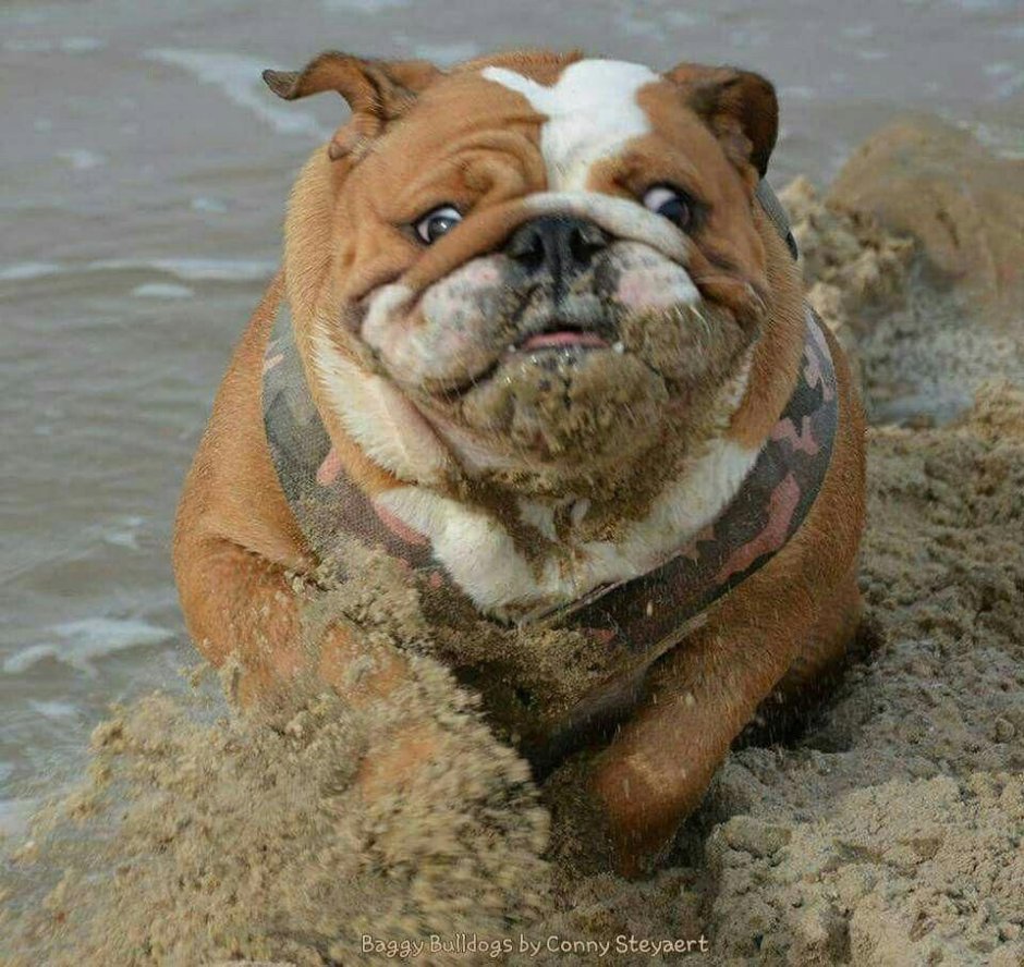 Питбультерьер и стаффордширский терьер