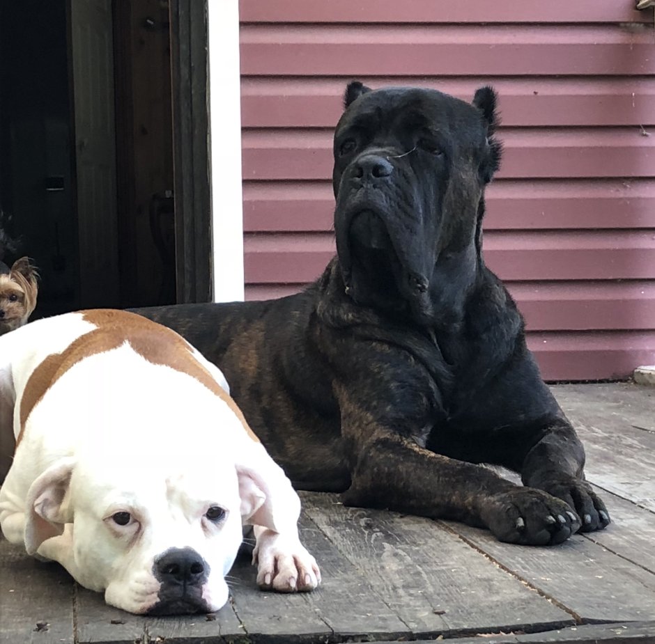 Бигль Снупи щенок