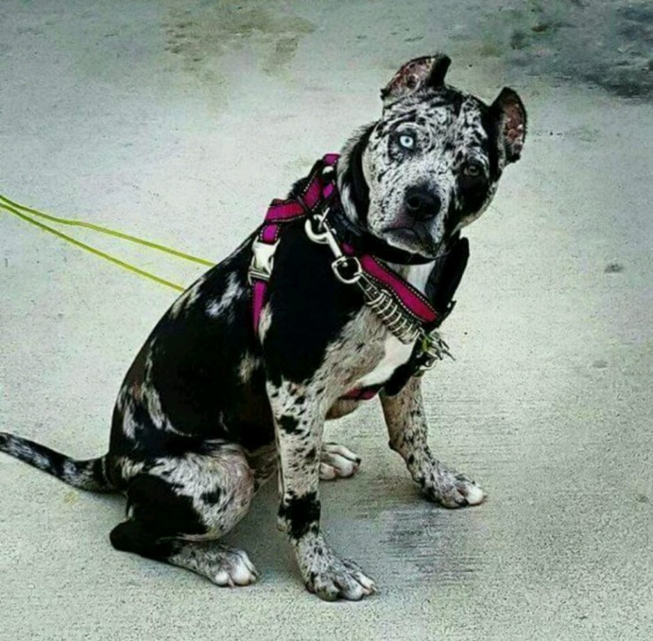 Американский булли покет