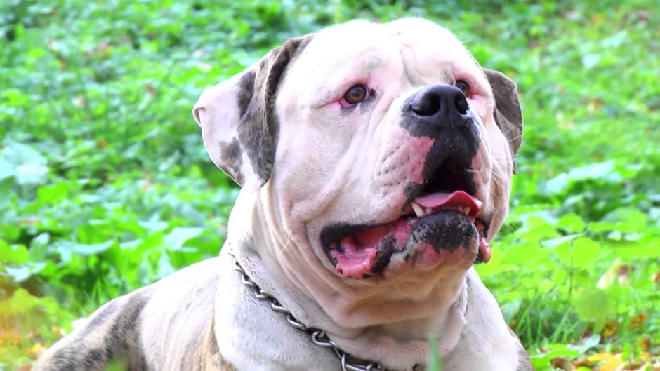 Староанглийский бульдог мраморный