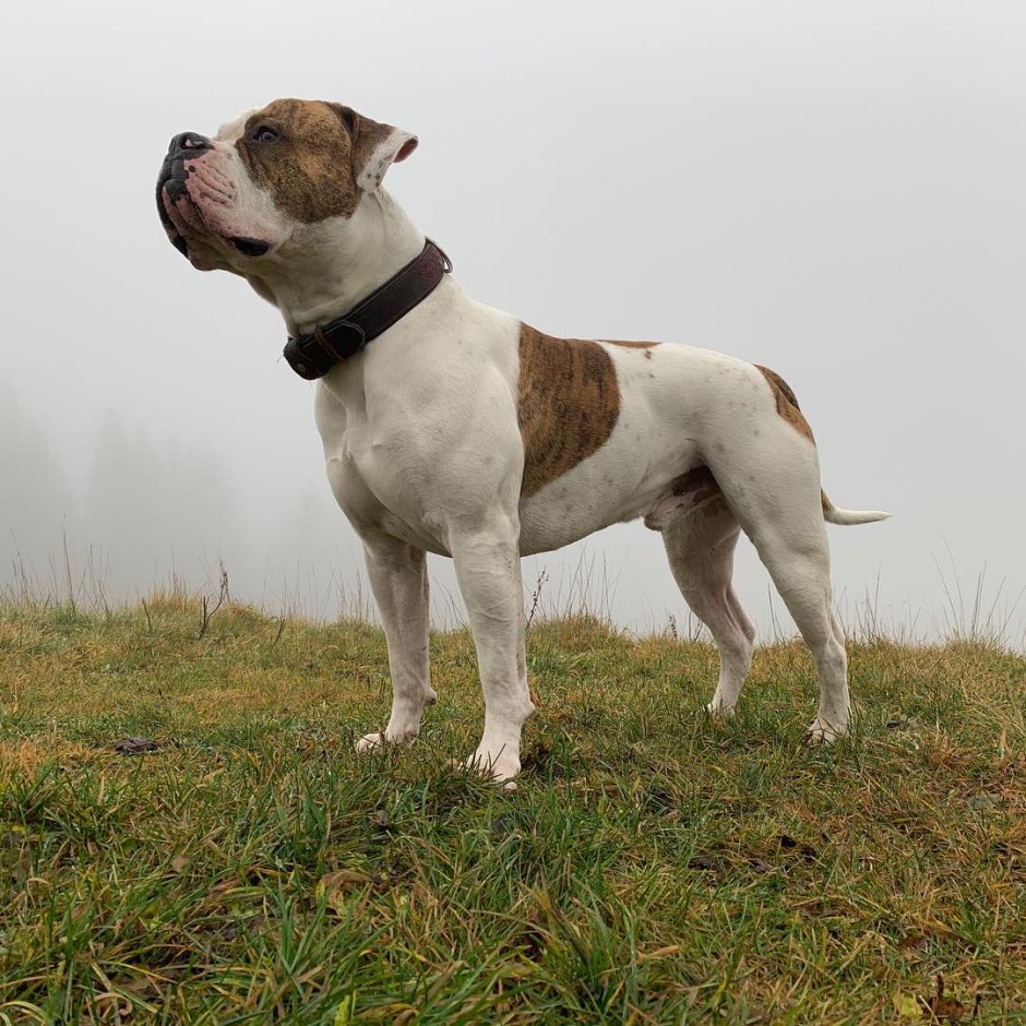 Бультерьер тигровый