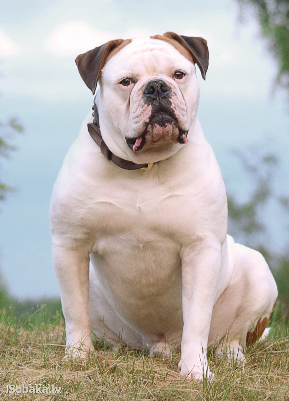 Американский булли лиловый Триколор