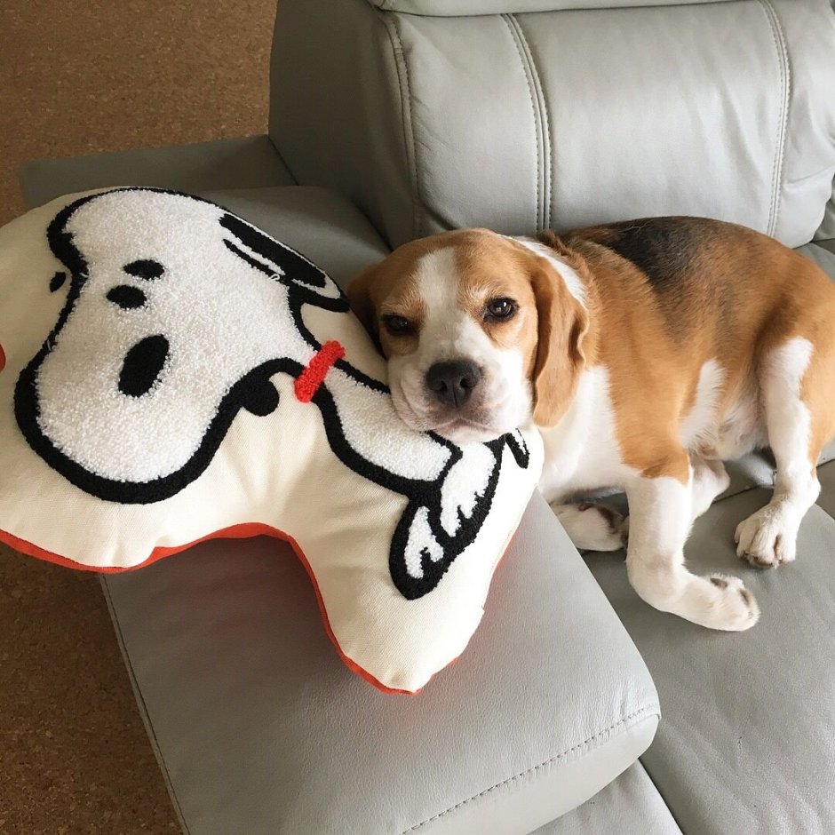 Булли терьер