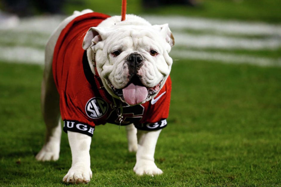 Английский бульдог злой