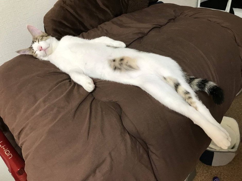 Лежачий котик