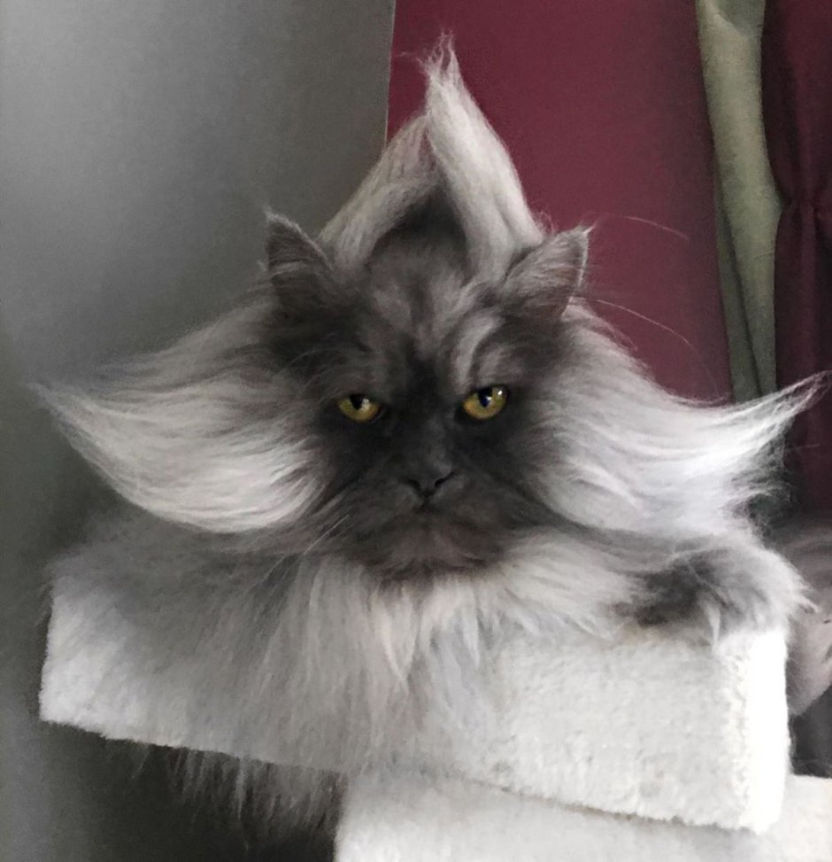 Гималайский кот Джуно