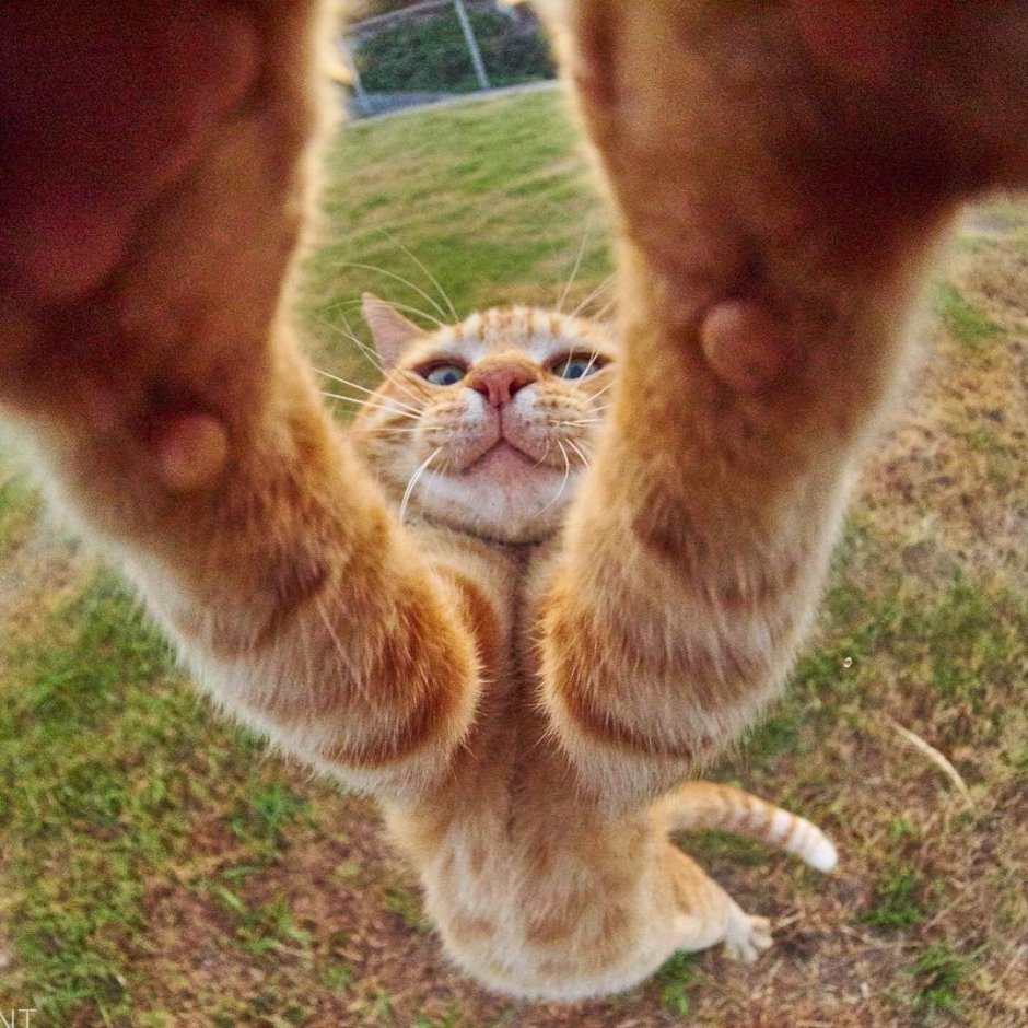 Смешной Кусь кота