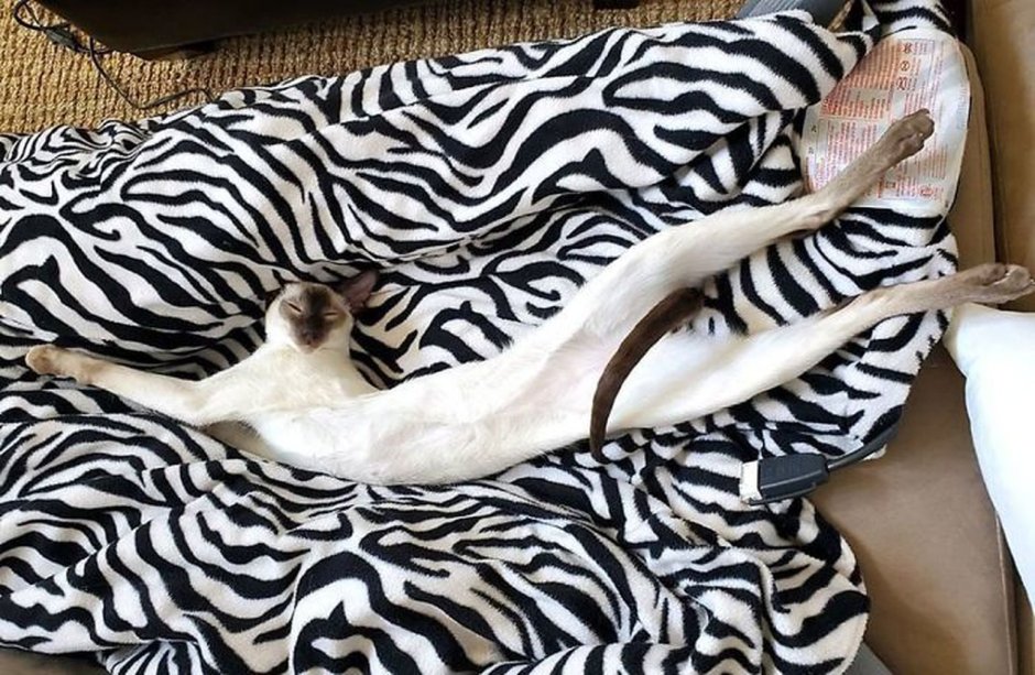 Длинные коты