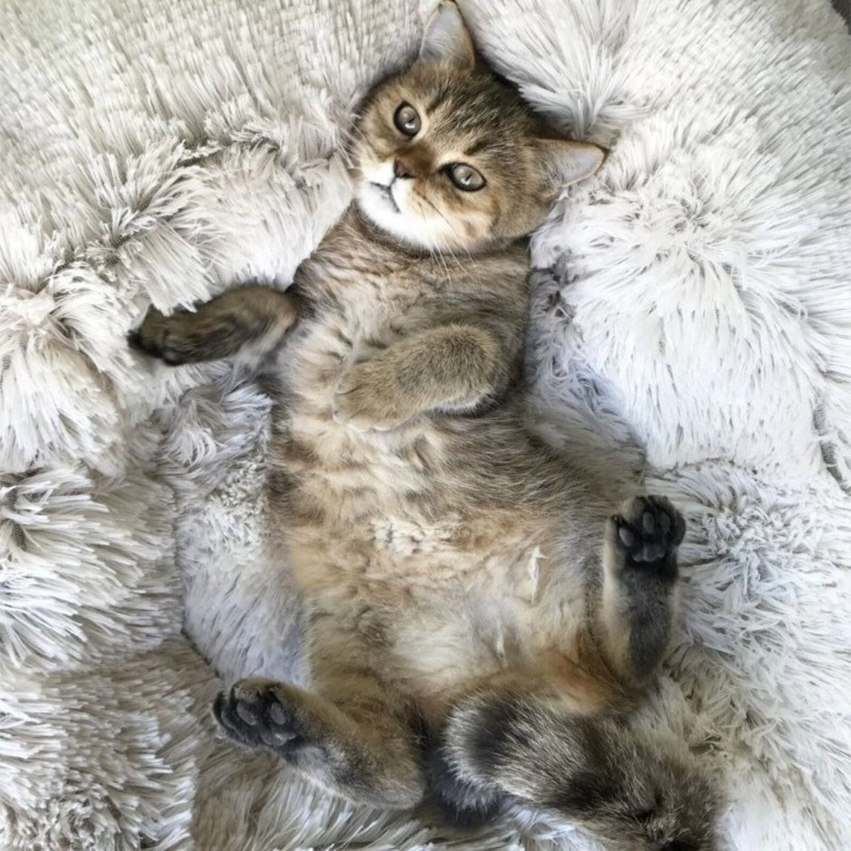 Сьюки кот путешественник