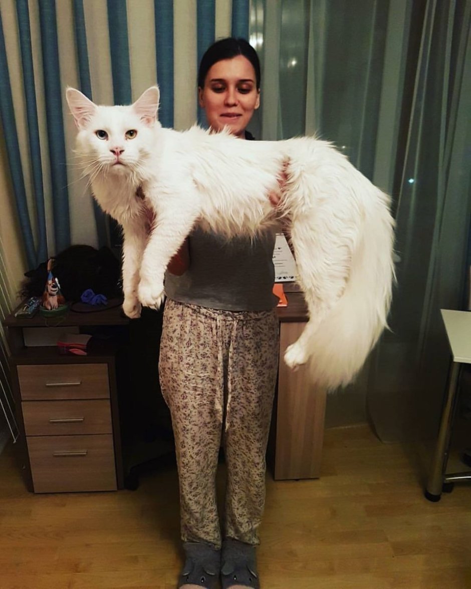 Кот Мейн кун белый большой