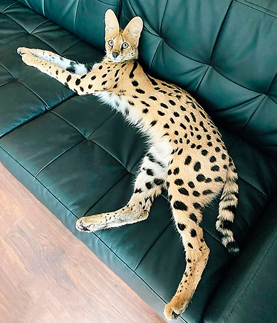 Бенгальская Саванна кошка