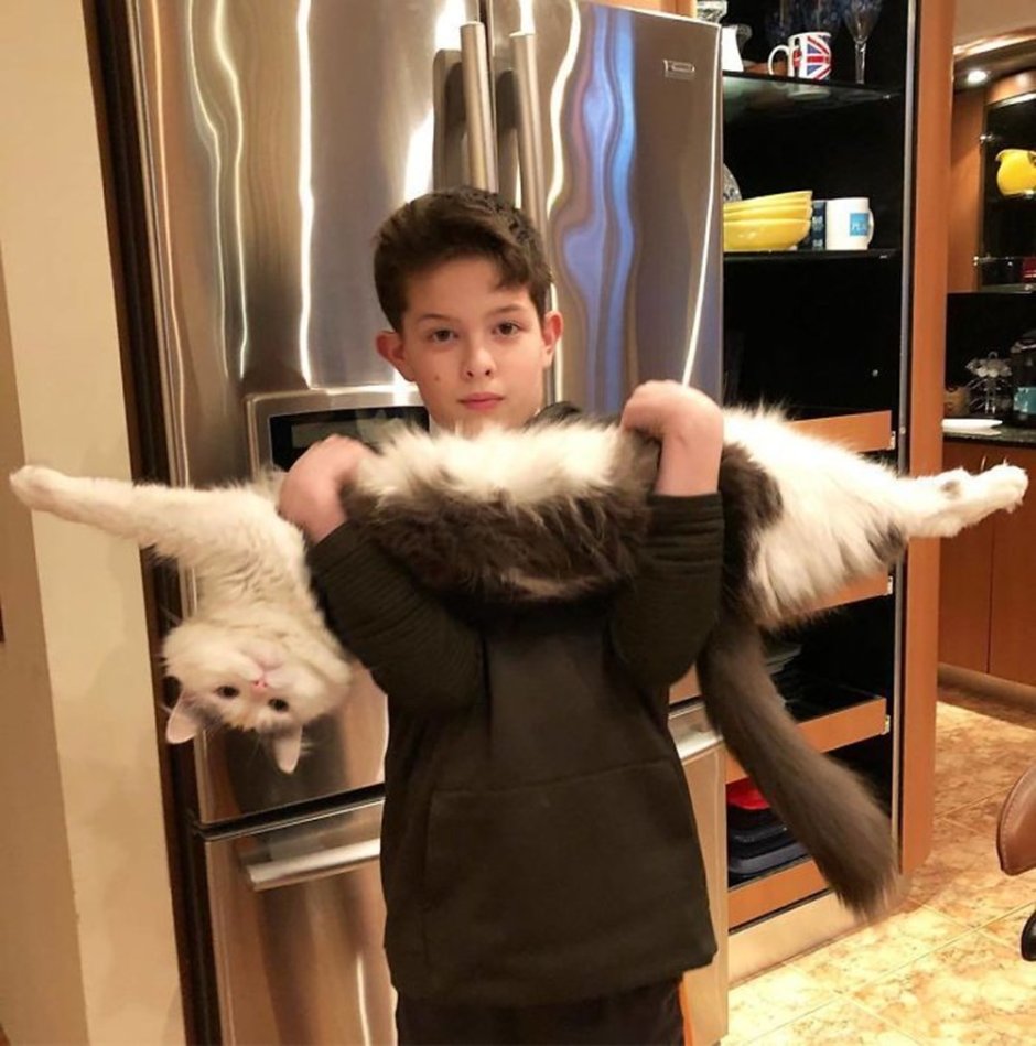 Кошка длинная