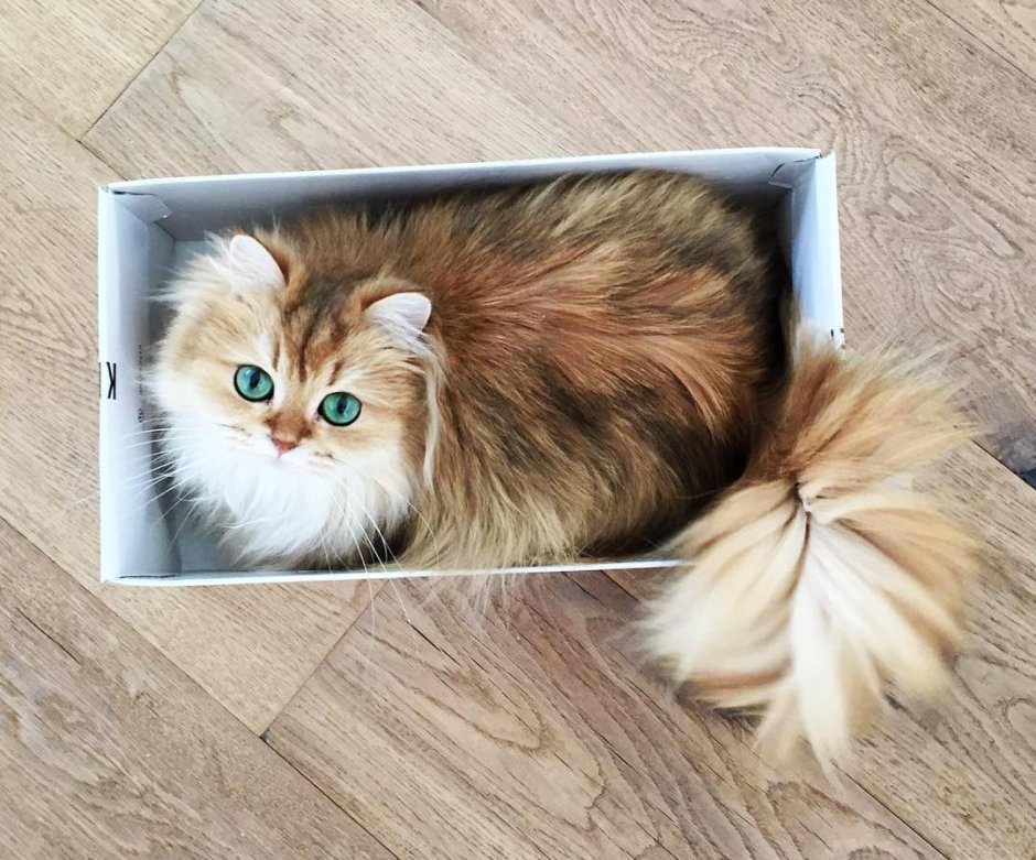 Котенок на ламинате