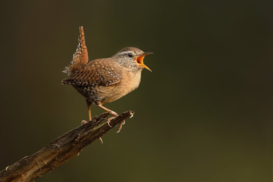 Птица Redbreast