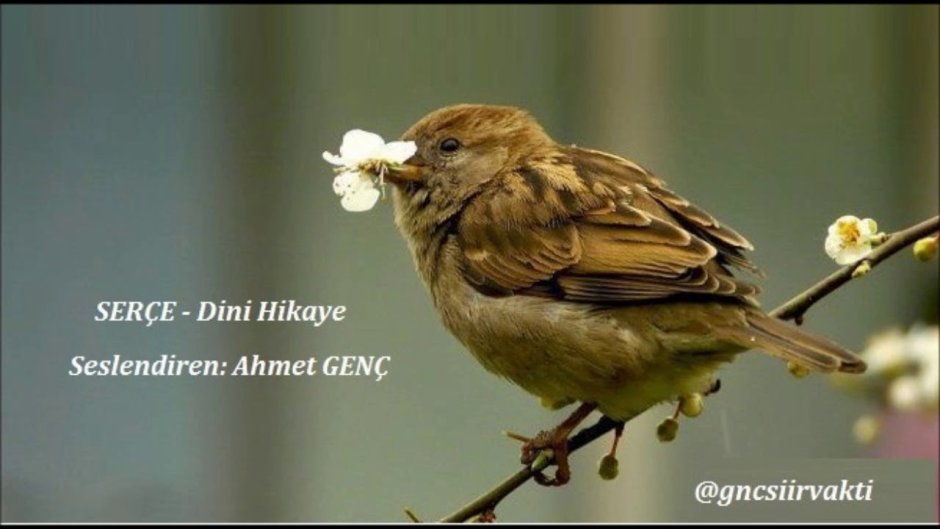 Красноплечий трупиал птица