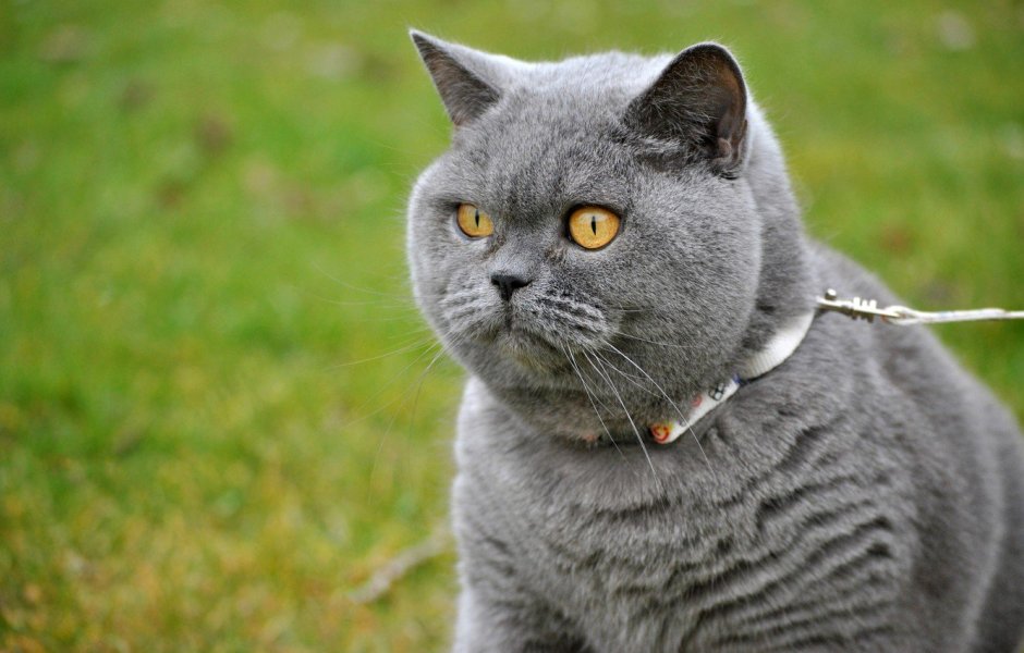 Британская кошка серая