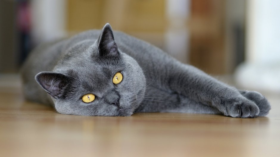 Британская кошка короткошерстная серая