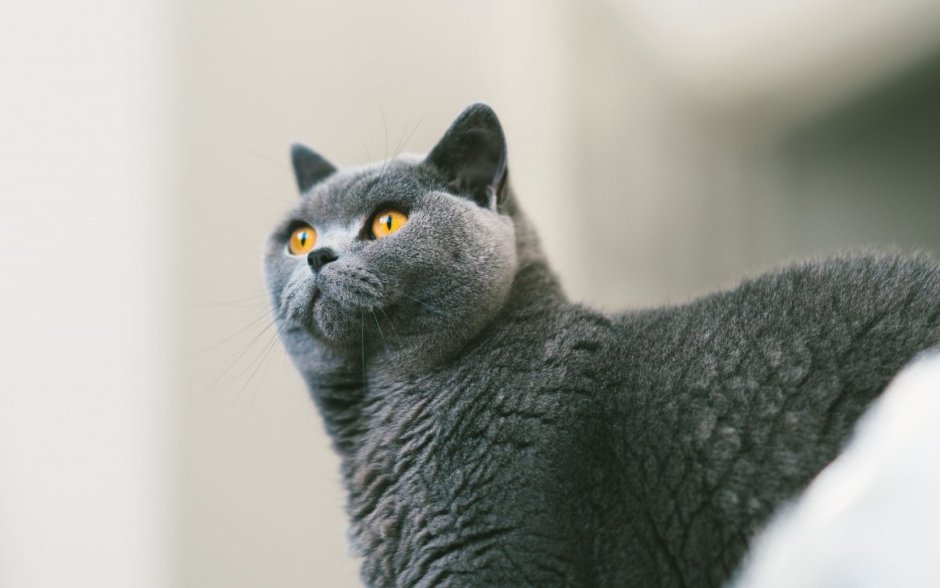 Кот британец серый