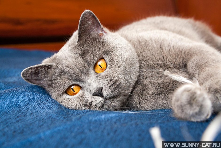 Картезианская кошка голубая