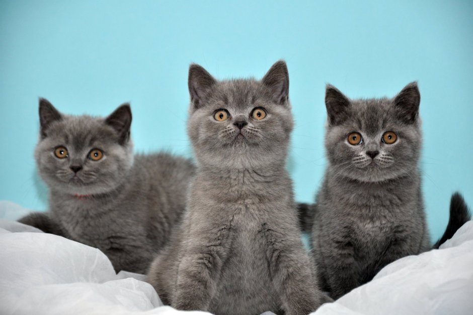 Британская короткошёрстная кошка котята