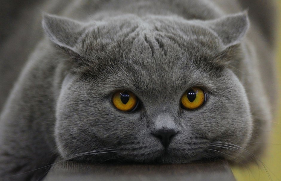 Британская короткошёрстная кошка