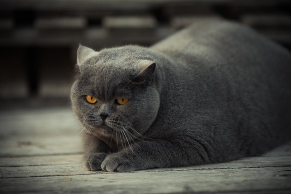 Британский короткошерстный кот серый толстый