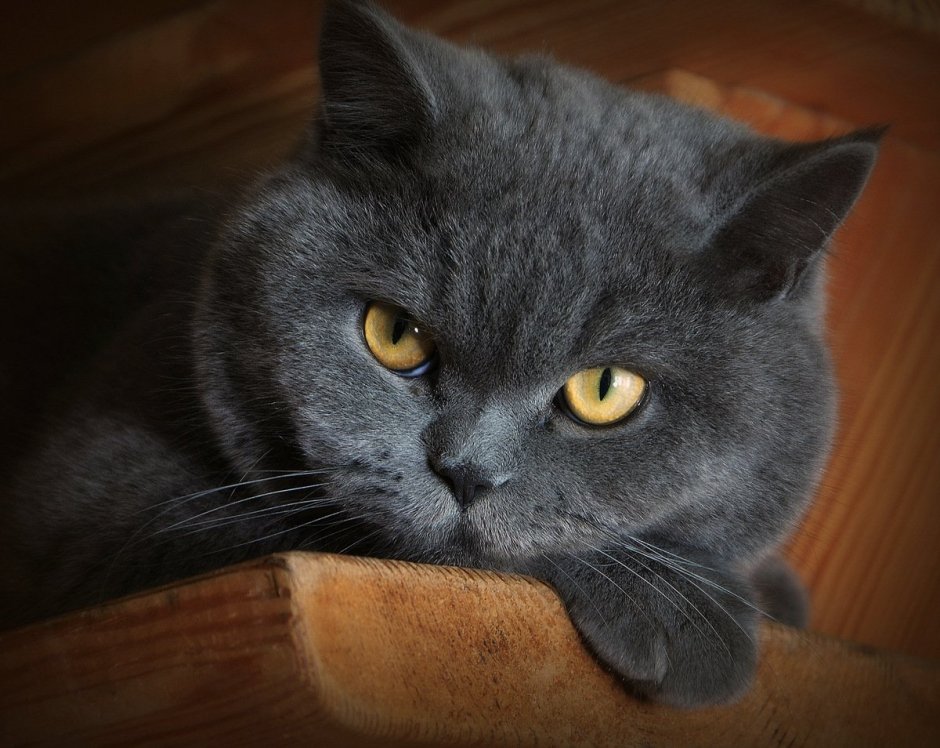 Британский кот дымчатый