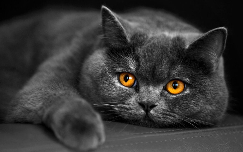 Британский короткошерстный кот толстый