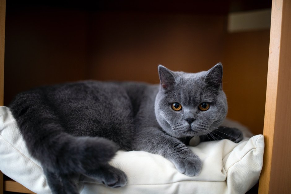 Кот Бася британец
