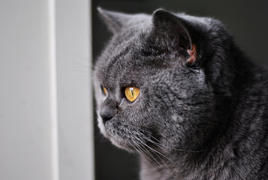 Кот британец темно серый