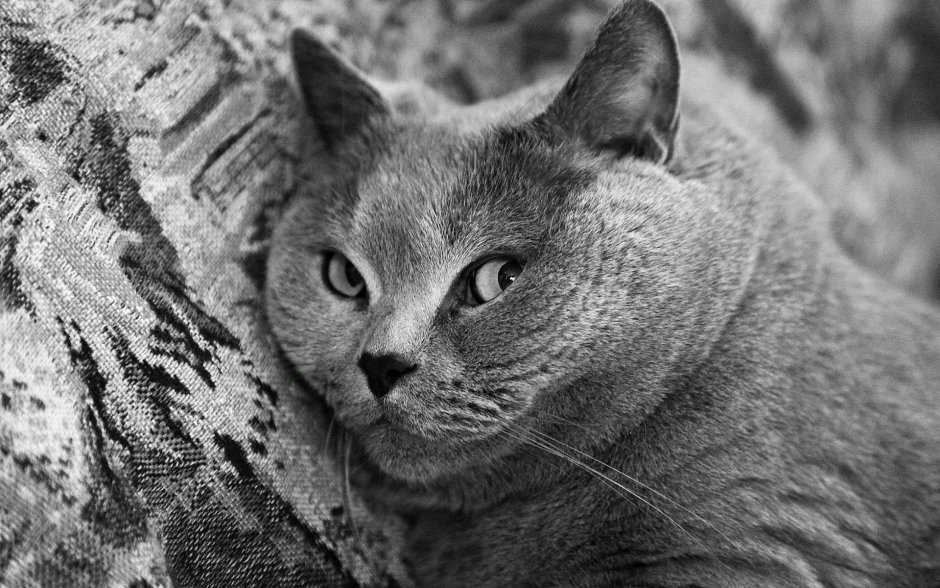 Коты британцы